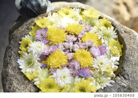 花手水 花手水 105630408