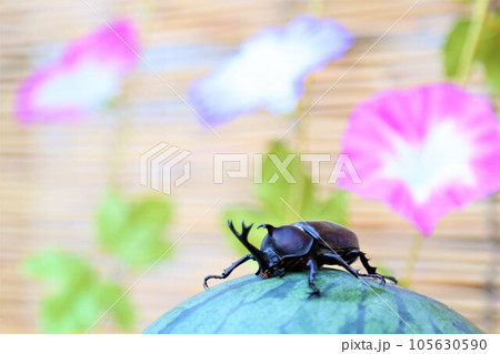 朝顔の花を背景にしたスイカに登って可愛く見つめるカブトムシの男の子 105630590
