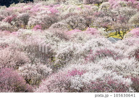 いなべ市梅林公園 105630641
