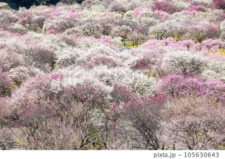 いなべ市梅林公園 105630643