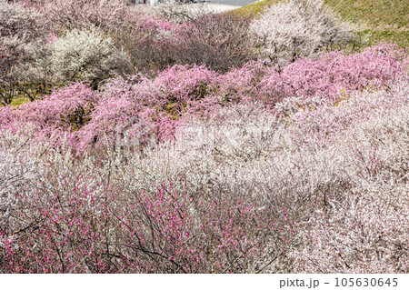 いなべ市梅林公園 105630645