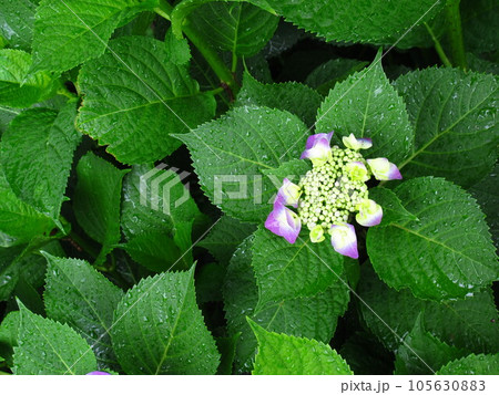 雨上りの色づき始めた額紫陽花 105630883