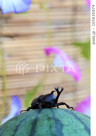 朝顔の花を背景にしたスイカに登って可愛く見つめるカブトムシの男の子 朝顔の花を背景にしたスイカに登って可愛く見つめるカブトムシの男の子 105630974