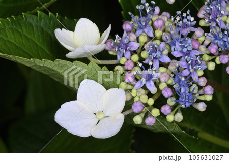 紫陽花 105631027