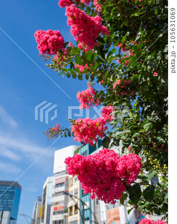 街に咲くサルスベリの赤い花と夏の青空 105631069