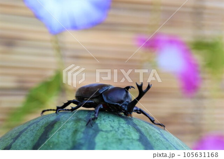 朝顔の花を背景にしたスイカに登って可愛く見つめるカブトムシの男の子 105631168