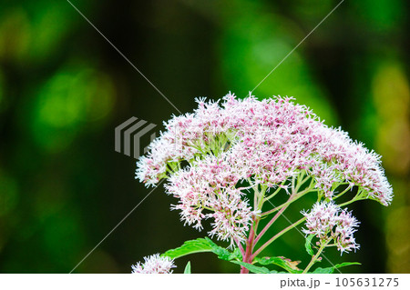 野花咲く 105631275