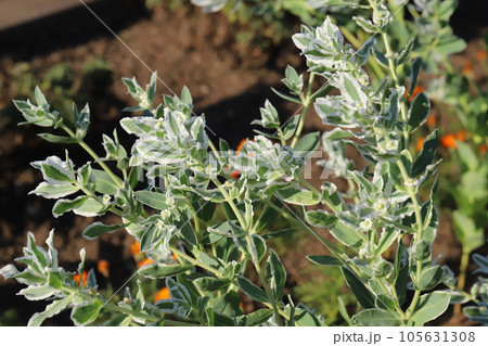 夏の庭で緑色に白い縁取りのある葉と小さな花が咲くハツユキソウの花 夏の庭で緑色に白い縁取りのある葉と小さな花が咲くハツユキソウの花 105631308