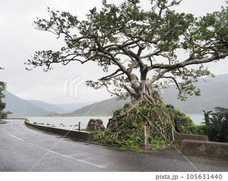 石抱きガジュマル（奄美大島・鹿児島県奄美市住用町）2の写真素材 [105631440] - PIXTA