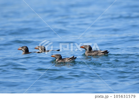 根室半島沖の太平洋に浮かぶウトウの群れ 105631579