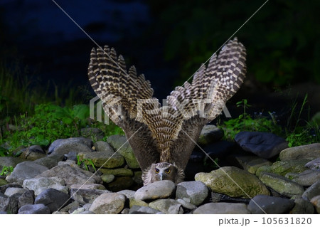 魚を狩るシマフクロウ 105631820