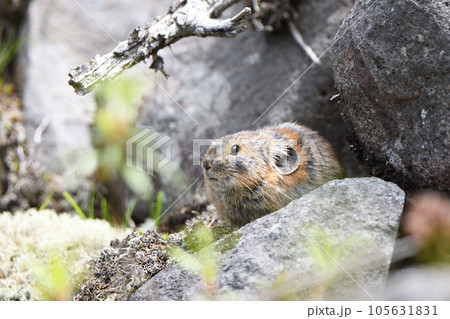 岩の上に座る夏毛のエゾナキウサギ 105631831