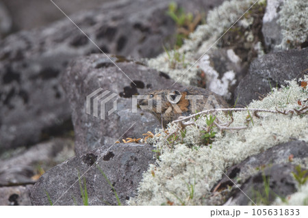 岩の上に座る夏毛のエゾナキウサギ 105631833