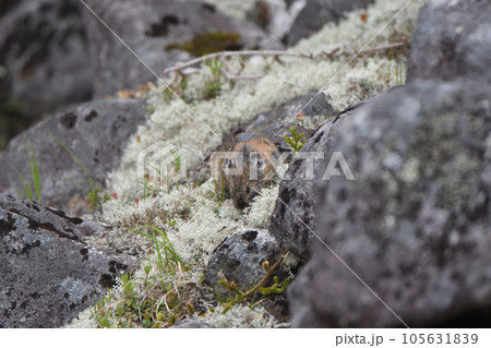 岩の上に座る夏毛のエゾナキウサギ 105631839