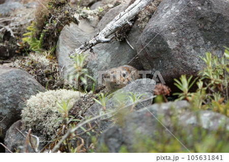 岩の上に座る夏毛のエゾナキウサギ 105631841