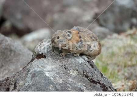 岩の上に座る夏毛のエゾナキウサギ 105631843