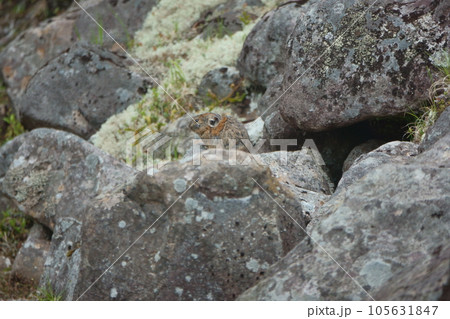 岩の上に座る夏毛のエゾナキウサギ 105631847