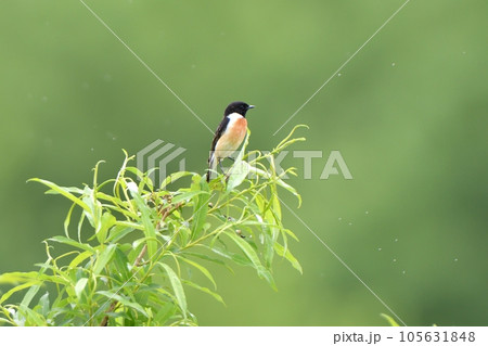 草にとまるオスのノビタキ 105631848