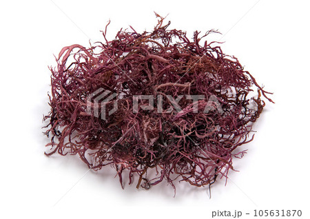 のげのり のげのり 105631870