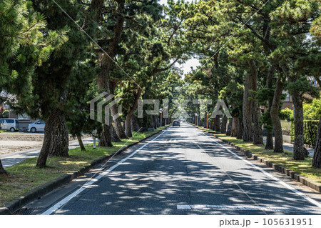 静岡県浜松市にある舞阪町の旧東海道五十三次松並木,の写真素材