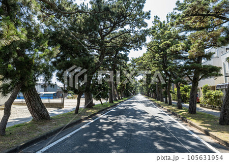 静岡県浜松市にある舞阪町の旧東海道五十三次松並木, 105631954