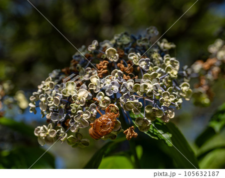 枯れ始めた紫陽花とセミの抜け殻 105632187