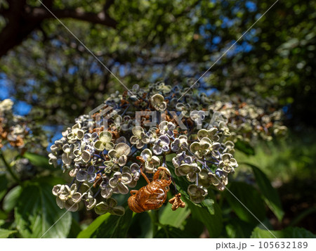 枯れ始めた紫陽花とセミの抜け殻 枯れ始めた紫陽花とセミの抜け殻 105632189