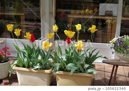 広島廿日市市湯来ロッジのチューリップ 105632340