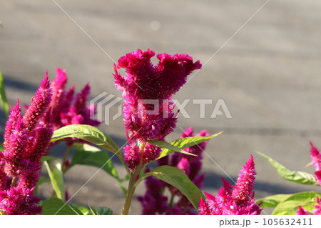 夏の庭に咲く赤いノゲイトウの花 夏の庭に咲く赤いノゲイトウの花 105632411