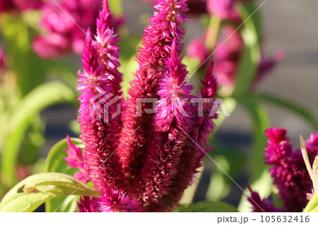夏の庭に咲く赤いノゲイトウの花 夏の庭に咲く赤いノゲイトウの花 105632416
