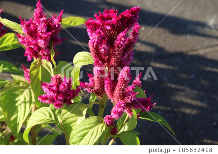 夏の庭に咲く赤いノゲイトウの花 夏の庭に咲く赤いノゲイトウの花 105632418