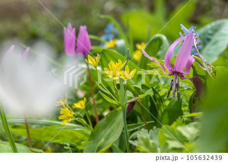 カタクリ咲く山野草の楽園 カタクリ咲く山野草の楽園 105632439