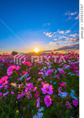 藤原宮跡のコスモスと夕陽 藤原宮跡のコスモスと夕陽 105632567