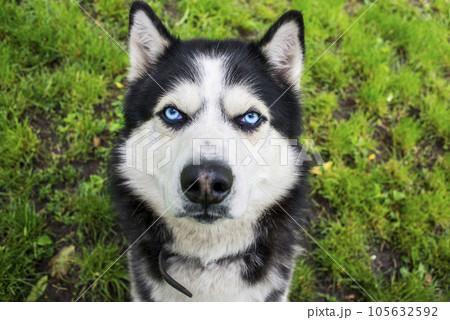 Husky dog on the grass background. Portrait of a Siberian Husky. Husky dog on the grass background. Portrait of a Siberian Husky. 105632592
