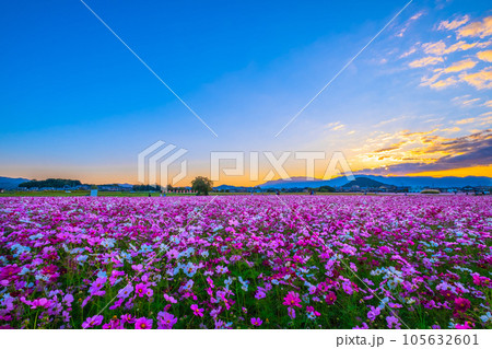 藤原宮跡のコスモスと夕陽 105632601