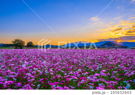 藤原宮跡のコスモスと夕陽 105632603