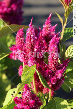 夏の庭に咲くノゲイトウの赤い花 105632659