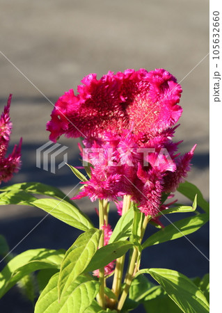 夏の庭に咲くノゲイトウの赤い花 105632660