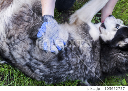 Owner of the dog is combing out the dog's fur with a special glove. Owner of the dog is combing out the dog's fur with a special glove. 105632727