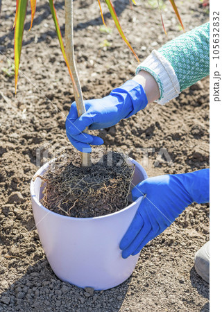 Gardener holds in hands home plant prepared for transplanting into a new pot.  105632832