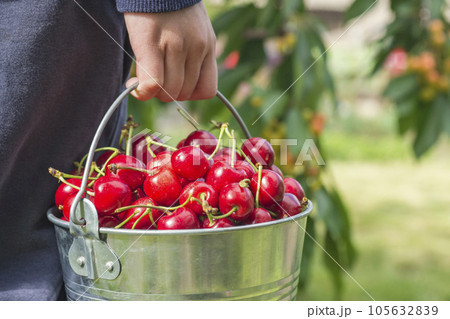 Hand holds bucket with ripe fresh cherries close up on cherries tree background 105632839