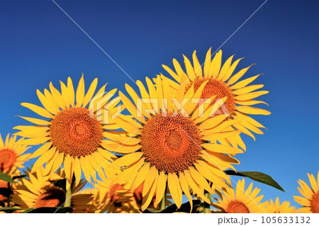 満開のひまわり畑 105633132