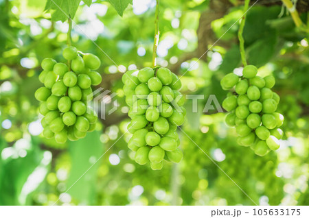 たわわに実るシャインマスカット 105633175