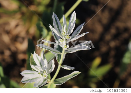 夏の庭に咲く緑に白い縁取りのある葉と白い小花を持つハツユキソウの花 105633393