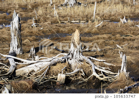 冬の春国岱 105633747