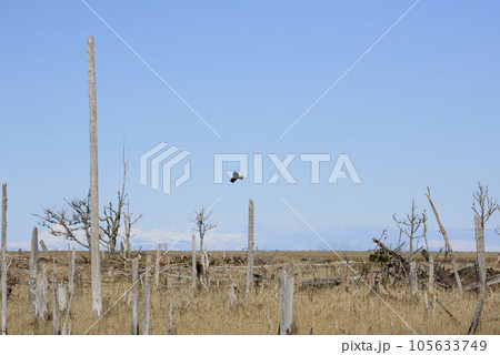 冬の春国岱 冬の春国岱 105633749