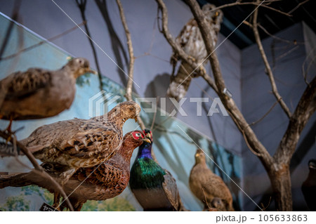 赤穂海浜公園　科学館の風景 105633863