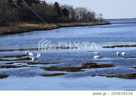 冬の風蓮湖と白鳥 冬の風蓮湖と白鳥 105634338