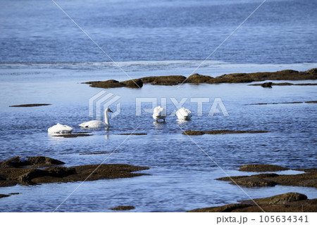 冬の風蓮湖と白鳥 105634341