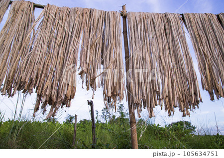 Golden wet raw jute fiber hanging under the sunlight for drying in Bangladesh 105634751